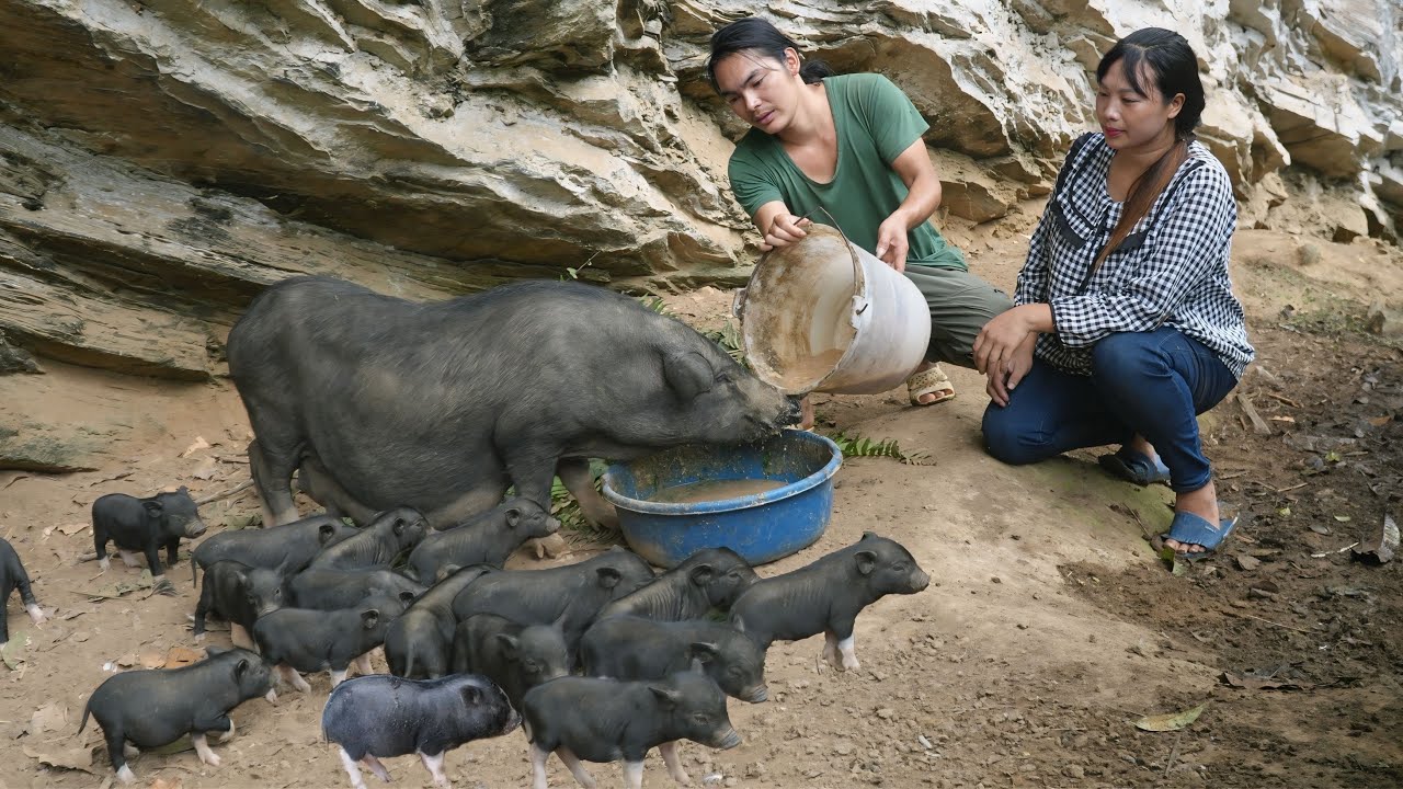 piglet care, barn cleaning, daily life on the farm, SURVIVAL ALONE ...