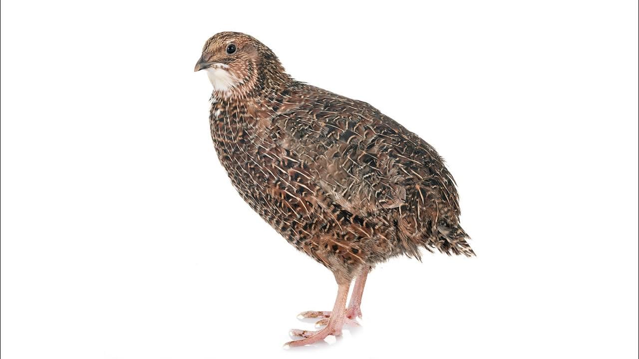 Quail Bird Sound Effect What a quail sounds like YouTube