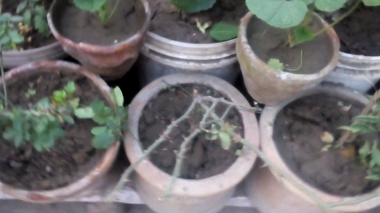 Care of rose in winter (winter care ) pruning fertilizing YouTube