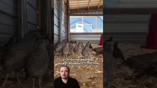 Бизнес на перепелиных яйцах 🐣 | Как заработать на ферме с нуля