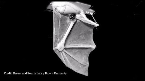 Meet Ro-bat, Brown University