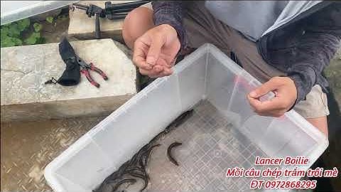 Chia sẻ kiểu câu mới ngâm trạch săn nheo sộp trê. Câu đài và câu máy