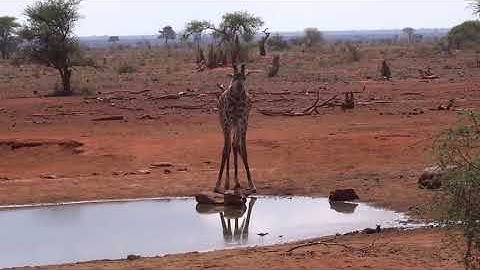 Hươu cao cổ uống nước như thế nào?