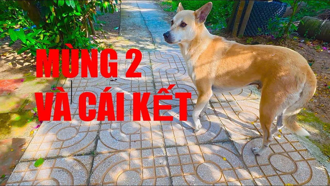 Quá Dễ TV | Cậu Vàng Bên Cây Mai Vàng #quadevlog #quadetv #travel 