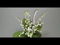 Lily of the Valley in sugar