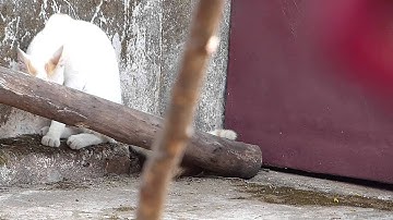 Panasonic FZ200 Manual Focus Test