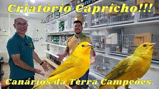 CANÁRIOS DA TERRA DE COMPETIÇÃO NO CRIATÓRIO CAPRICHO!!!