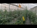       hydroponics farming