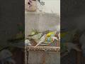 Why Budgies Should Eat Pumpkin!