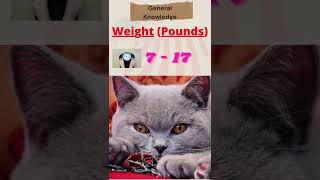 Cat Breed Information of British Shorthair Cat