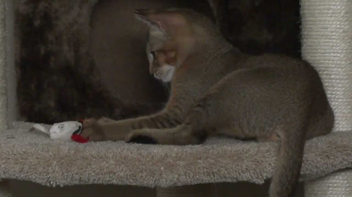 Watch the video about Chausie Cody Playing His Mouse