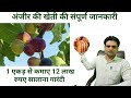 Fig farming  अंजीर की खेती, अंजीर का बाग़ कैसे लगायें सम्पूर्ण जानकारी, 12 लाख प्रति एकड़ तक कमायें