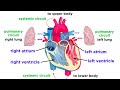 The circulatory system part 1 the heart