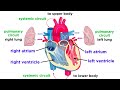 The Incredible Anatomy Of The Heart And Its Role In Circulatory Dynamics