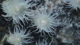 Hydrothermal vent fields 1080p