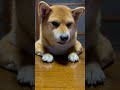 まるちゃんなあに？と問うと始まる✨まる劇場✨🤭　#柴犬 #柴犬のいる暮らし #shibainu #癒し #ペット