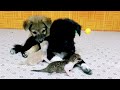 Two puppies reactions to two newborn kittens