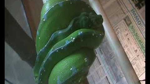 Morelia viridis,  green tree python,  show and feeding