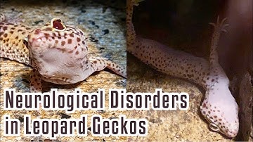 Neurological Disorders in Leopard Geckos | Symptoms, Causes & Treatment