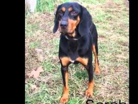 Bruno Jura Hound Dog Breed | FunnyDog.TV Bruno Jura Hound Dog Breed | FunnyDog.TV