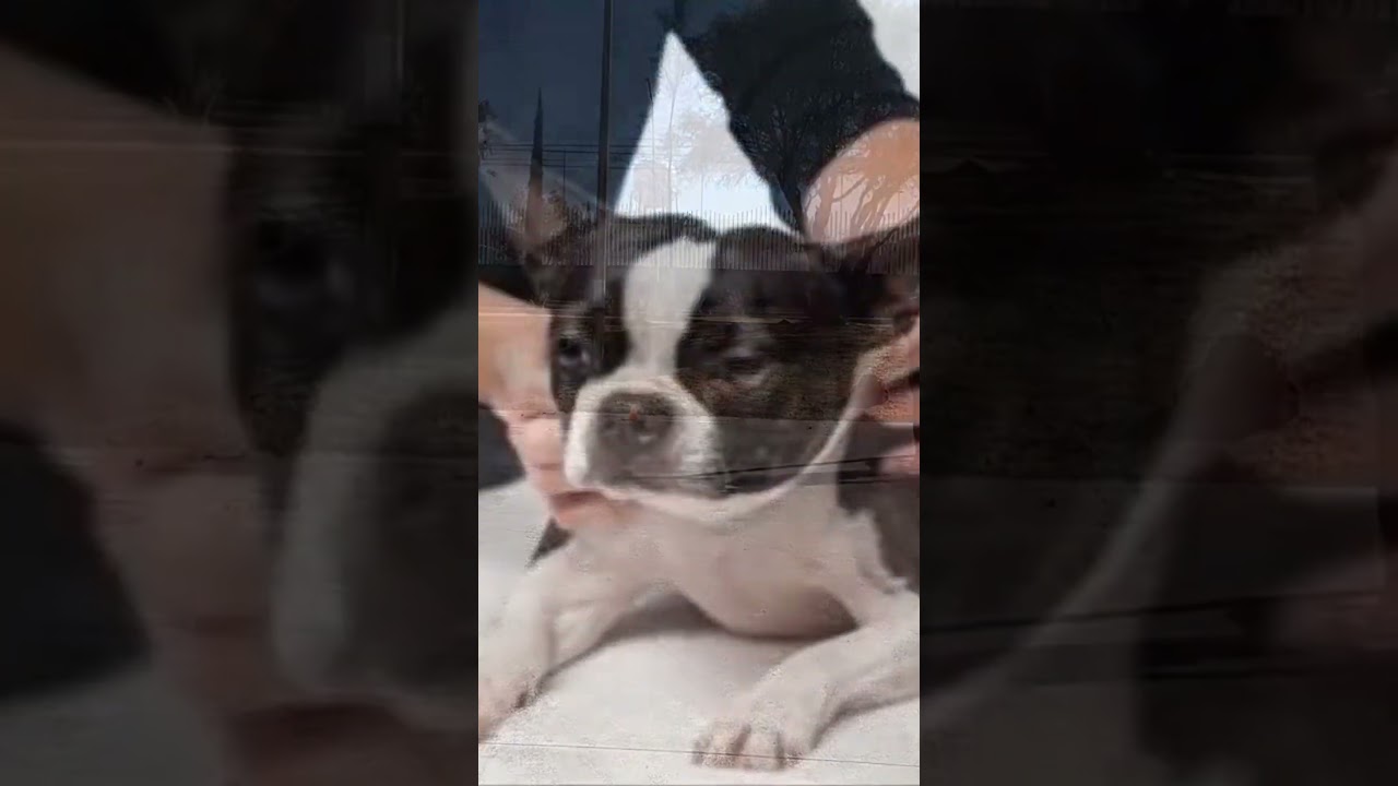 Relajaci&oacute;n del nervio vago para modificar comportamiento #adiestramientocanino  #perro