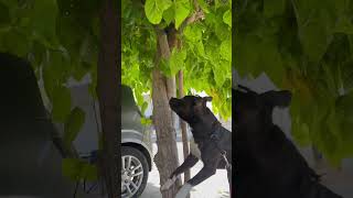 Pitbull Dog Chasing A Cat Whos On The Tree