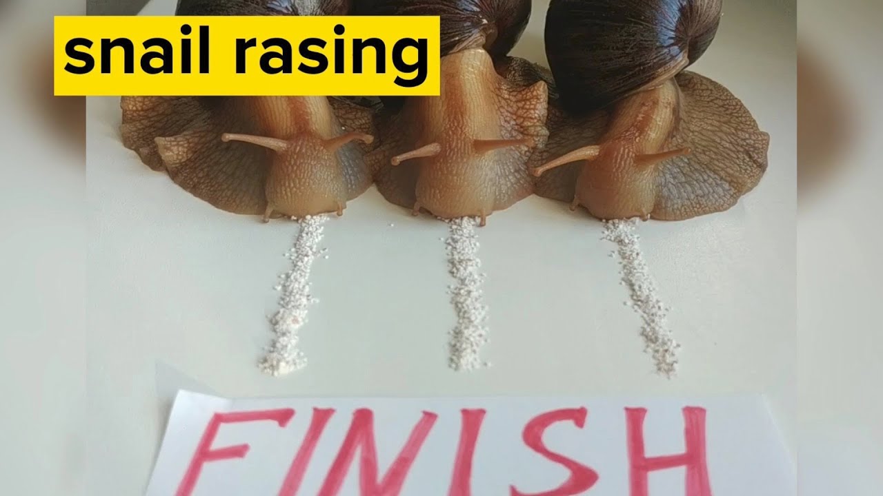 World Snail Racing Championships on the Window || Race#3
