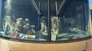 Donations pour into Mesquite Animal Shelter for more than 100 dogs rescued from RV