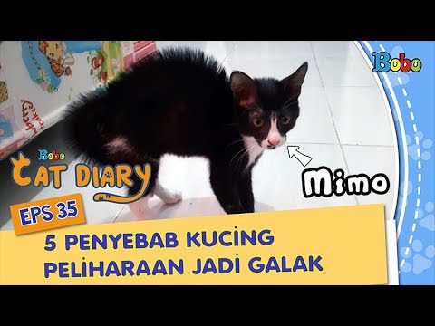 Video: Mengapa Kucing Peliharaan Menyerang Pemiliknya?