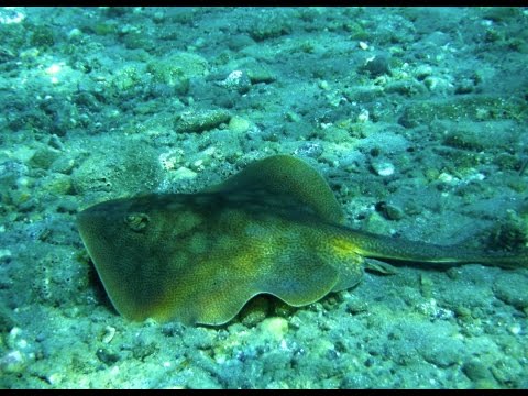 Stingrays vs. Skates: Can you tell the Difference?