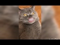 Коты со ртом человека - Лучшее - Сборник - Говорящий Рот - Говорящие коты - TikTok Коты