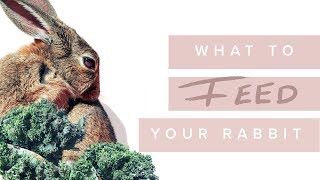 What To Feed Your Bunny - Rabbit Nutrition With Dr. David Vella & Dr. Kate Adams - Bondi Vet by Dr Kate Adams 1,337 views 6 years ago 5 minutes, 7 seconds