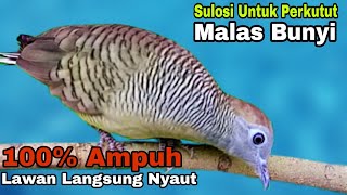 Download Lagu PANCINGAN PERKUTUT MALAS BUNYI 100% PALING AMPUH SEKALI PUTAR LAWAN AUTO LANGSUNG NYAUT PASTI GACOR MP3
