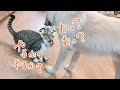 妹猫による、二匹の兄犬への接し方の違い