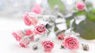 Роза на снегу_0001.wmv