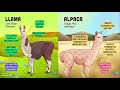 ¿Cuál es la diferencia entre llama, alpaca, guanaco y vicuña?