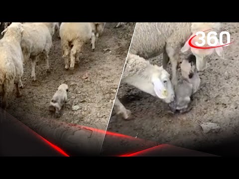 Щенок vs овцы: кто победит? 
