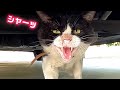 威嚇してくる狂暴な猫におそるおそるさわってみた結果