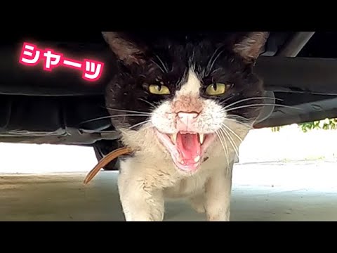 威嚇してくる狂暴な猫におそるおそるさわってみた結果