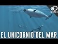 ¡El Unicornio del Mar Existe! | Discovery en Español