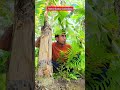 Parrot Secret Technique #funny #trap #birds #shorts