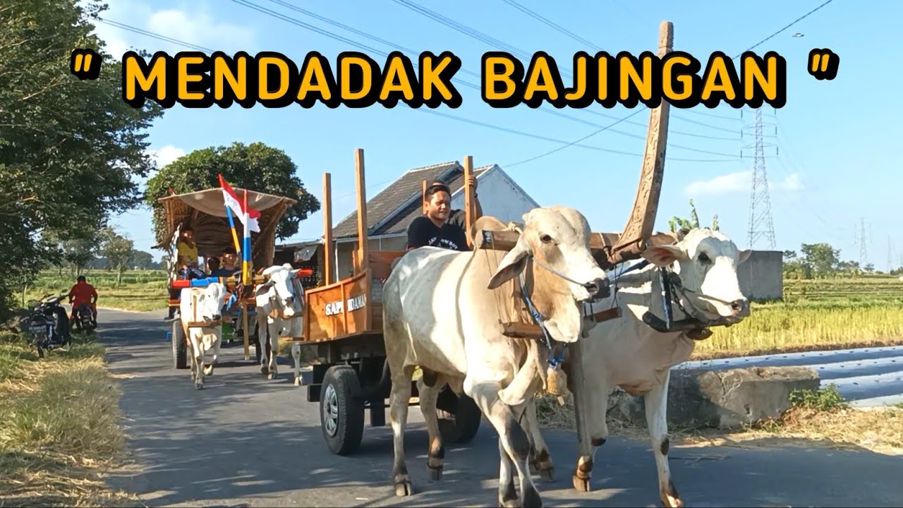 MENDADAK B4JINGAN GEROBAK SAPI ( SAPI IDAMAN X B4JINGAN_PERBATASAN )