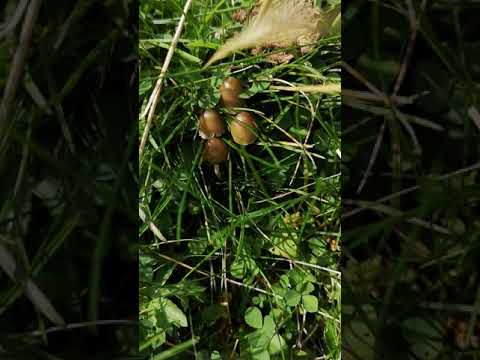 Video: Psilocybe semilanceolate: përshkrimi dhe habitati