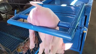 Suporte Top Para Castrar Leitões.