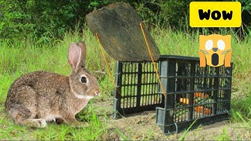 Amazing Rabbit Trap - Simple Technique Build Easy Rabbit Trap Using Plastic Basket