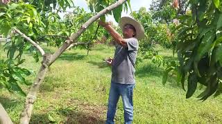 cara pruning pohon mangga agar berbunga bagus dan lebat.