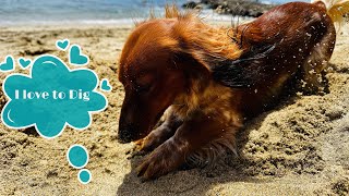 Adorable DIGGING Mini Dachshund  #cute #beach #dog