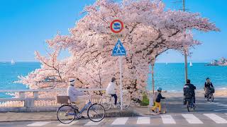 the spring breeze reminds me peace can bloom again | soft piano playlist for deep focus, study, work screenshot 2
