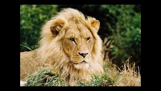 ► THE GREATEST ANIMAL MIGRATION (HD, Full Documentary)