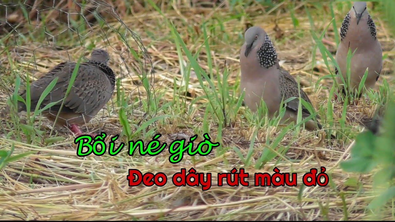 Duy Trà Vinh || Gặp bổi né giò đeo gần 6 giờ chiều không dính - Cu Gáy Trà Vinh #birds